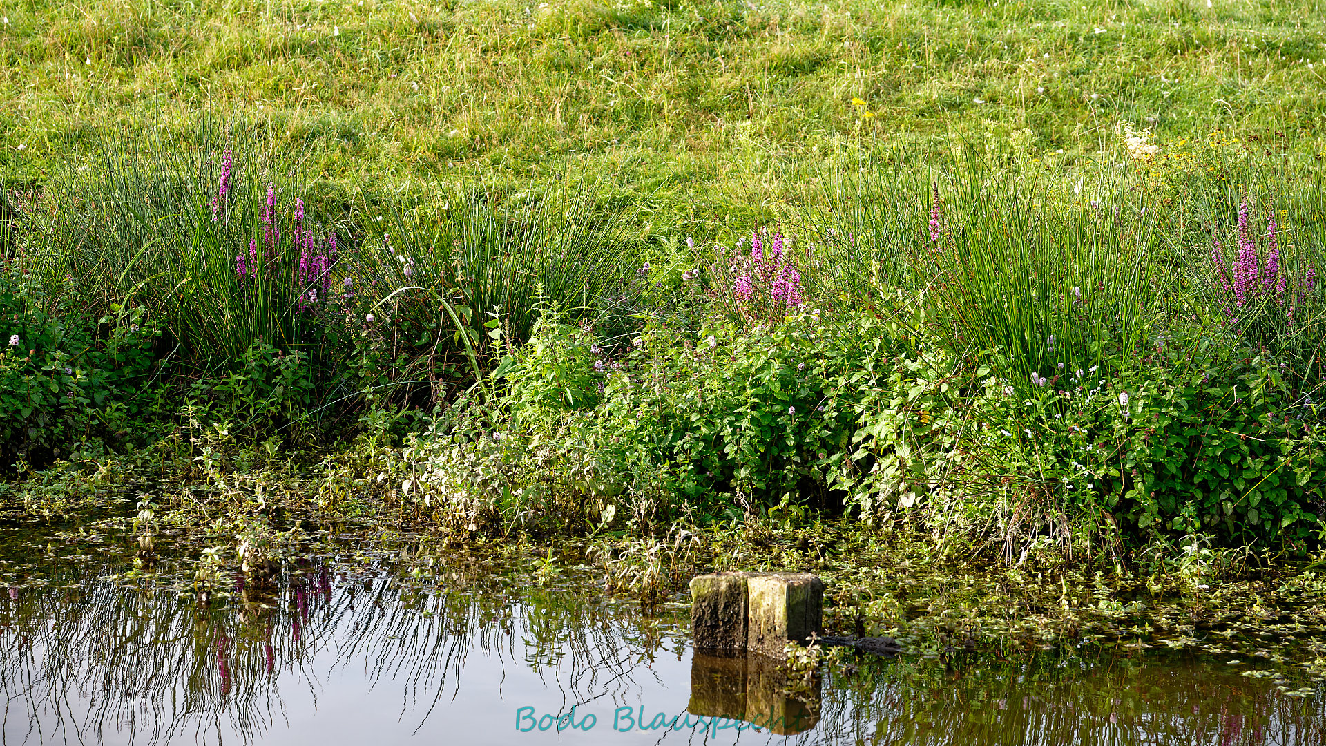 Pflanzen   Steveraue   2023.08.14 08.22 63 HD